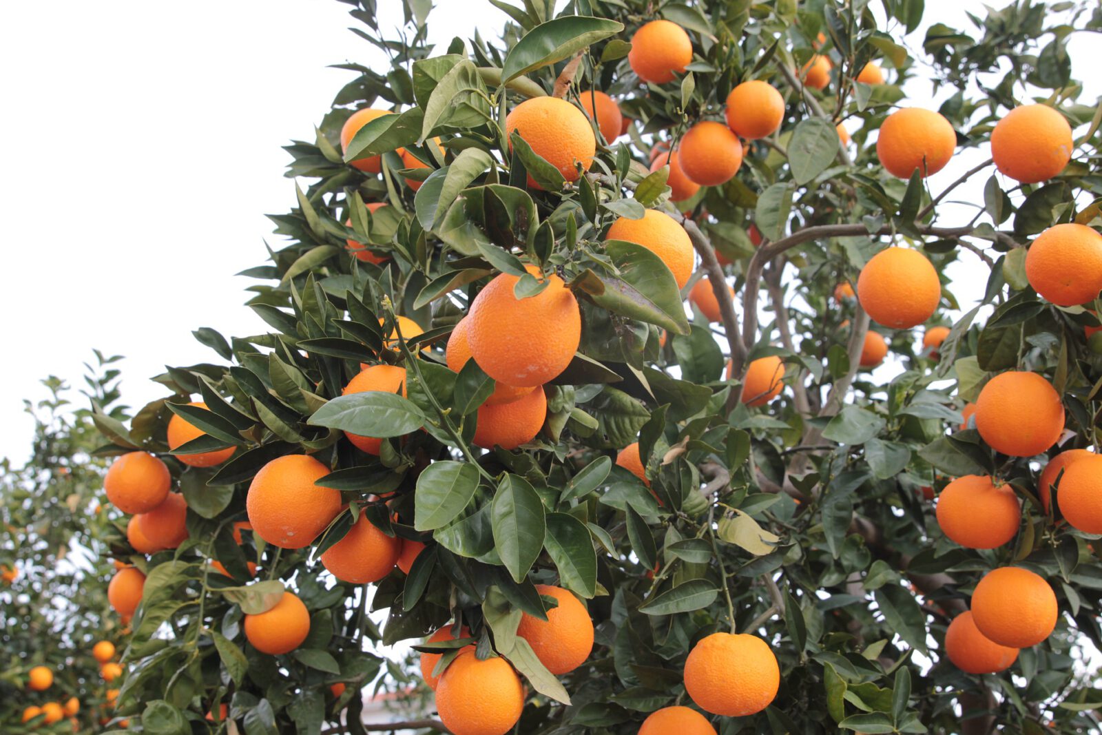 Bild Orangenbaum