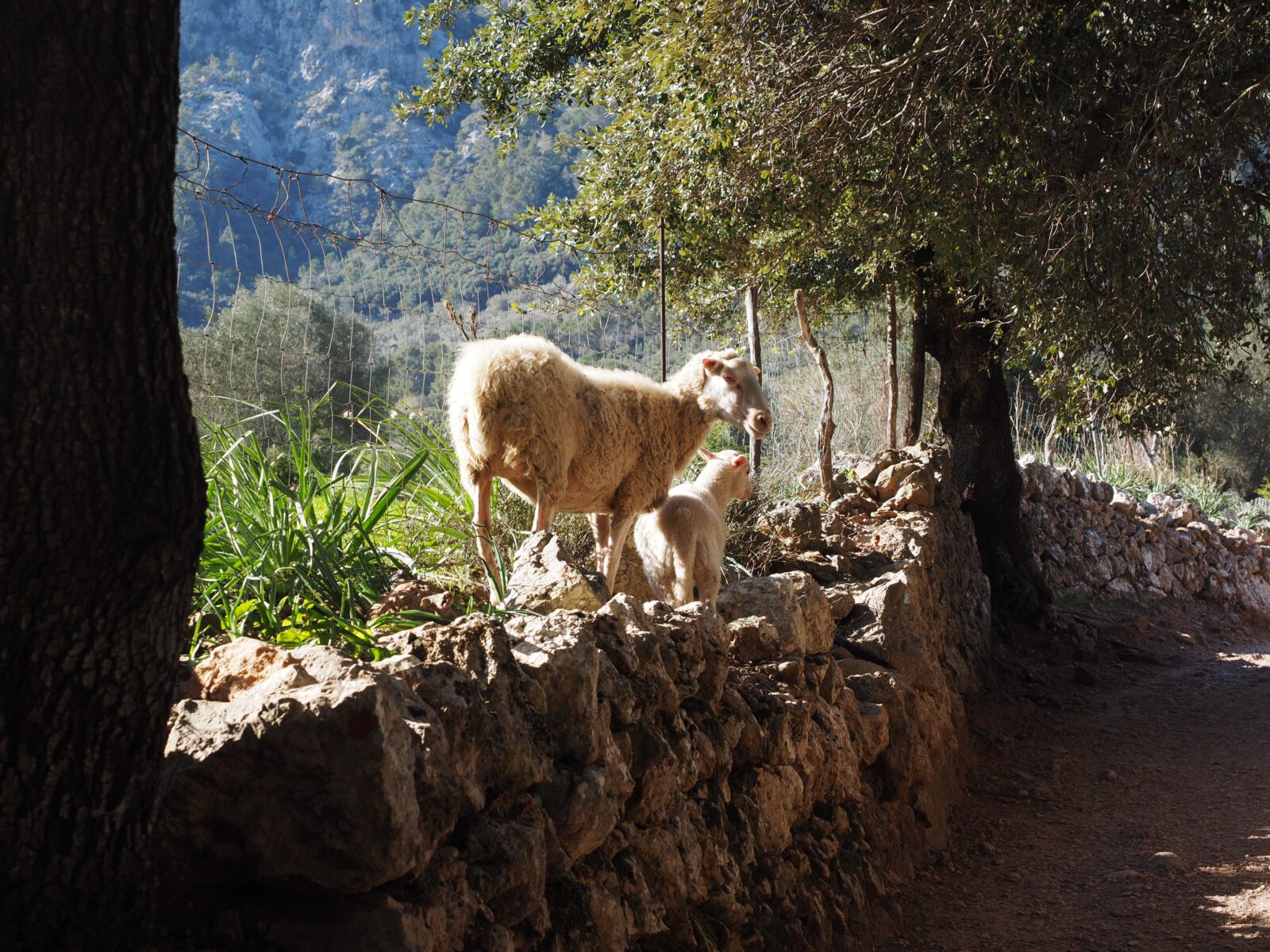 Bild spanisches Schaf auf Mauer